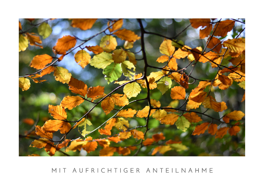Beileidskarten - Beileidskarte Naturmotiv Herbstblätter im Sonnenlicht