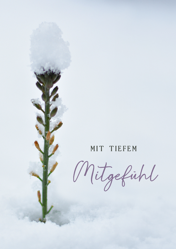 Beileidskarten - Beileidskarte Pflanze im Schnee Natur Winter