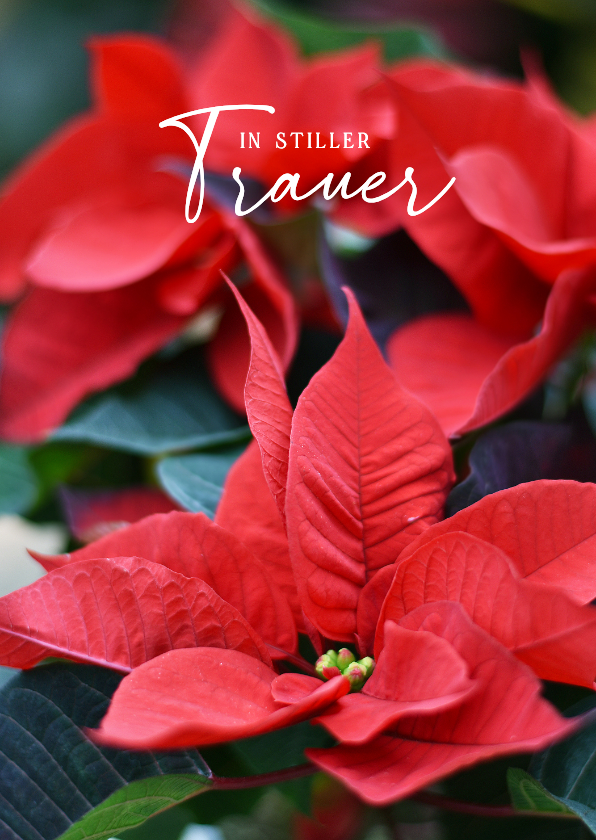 Beileidskarten - Beileidskarte Weihnachtsstern Fotomotiv 