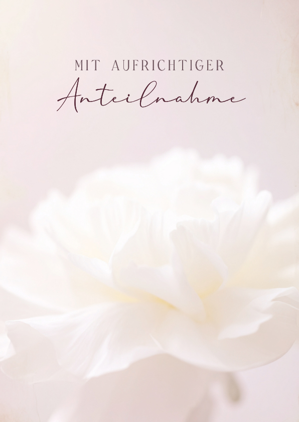 Beileidskarte weiße Rose schlichte Pastellfarben - Beileidskarten Beileidskarten - Beileidskarte weiße Rose schlichte Pastellfarben