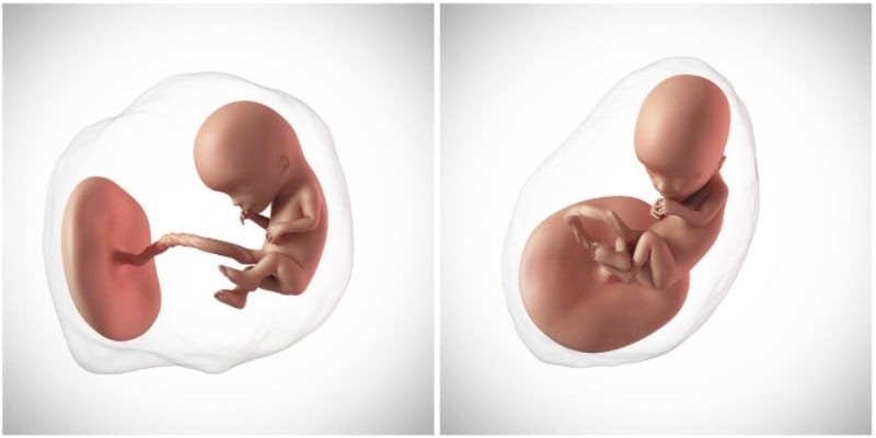 Schwangerschaftswoche 12 und 13