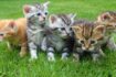 Katzen: Süße Tiger auf Samtpfoten