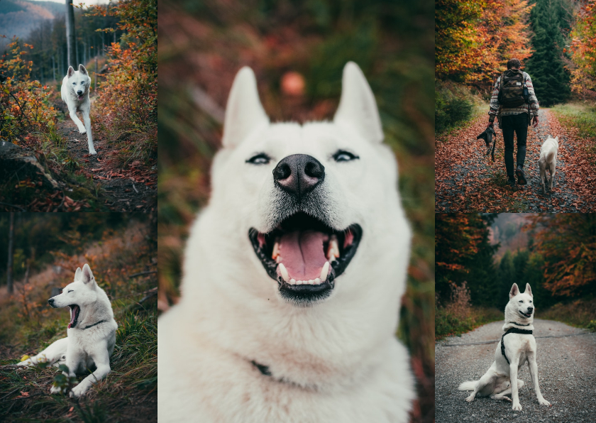 Fotokarten - Fotokarte Hund