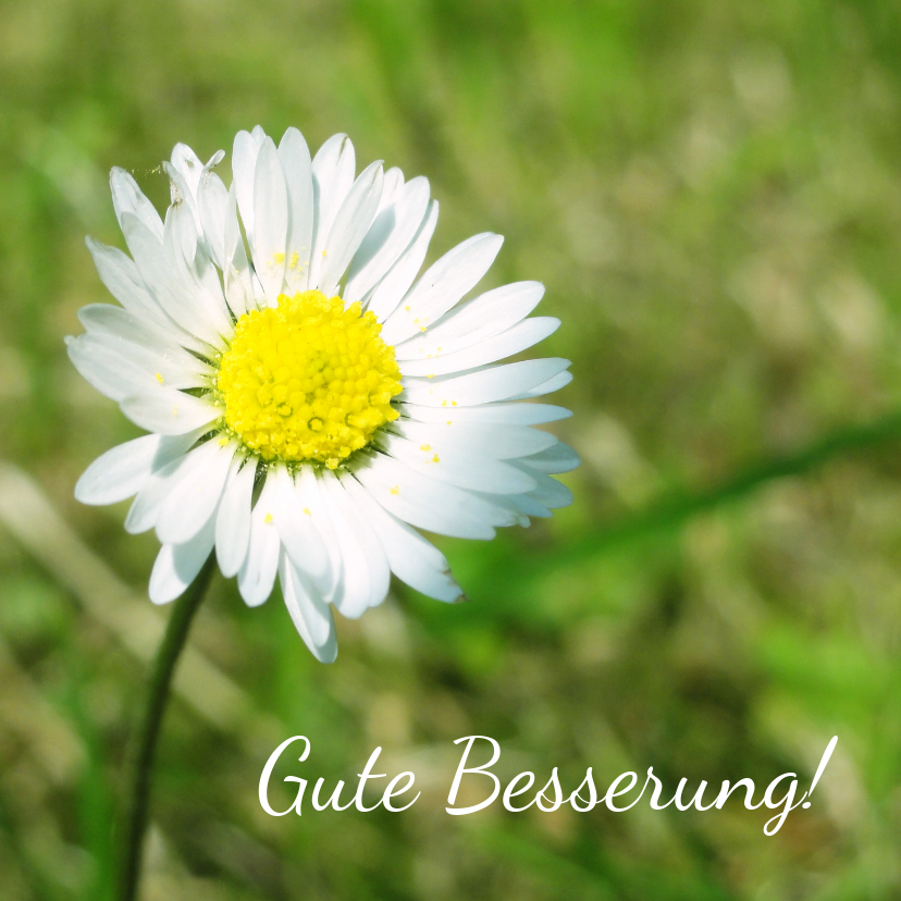 Gute Besserung - Karte zur guten Besserung mit Gänseblümchen