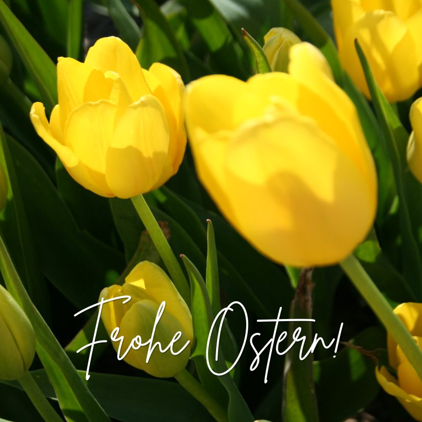 Osterkarten - Osterkarte Tulpenfeld