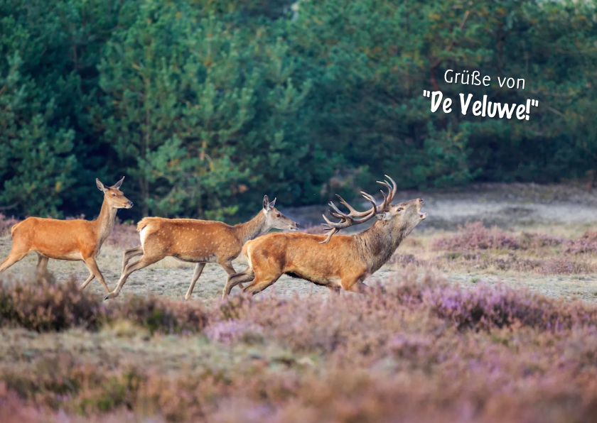 Postkarte mit Grüßen von 'De Veluwe' - Urlaubskarten Urlaubskarten - Postkarte mit Grüßen von 'De Veluwe'