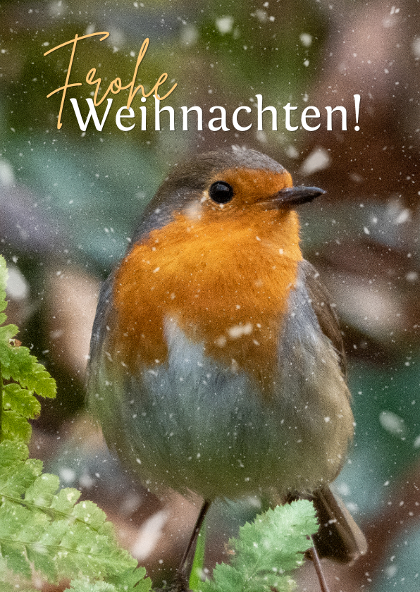 Weihnachtskarten - Weihnachts-Fotokarte Rotkehlchen