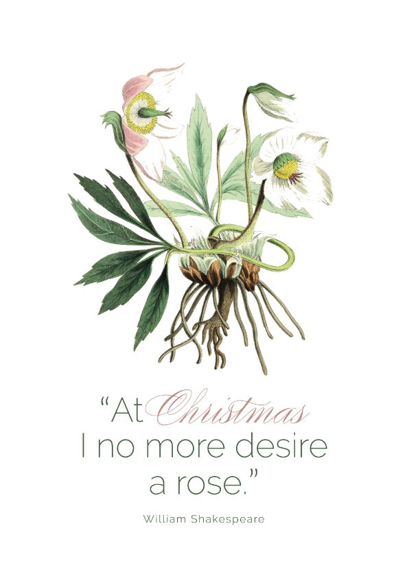 Weihnachtskarten - Weihnachtskarte Christrose botanisch