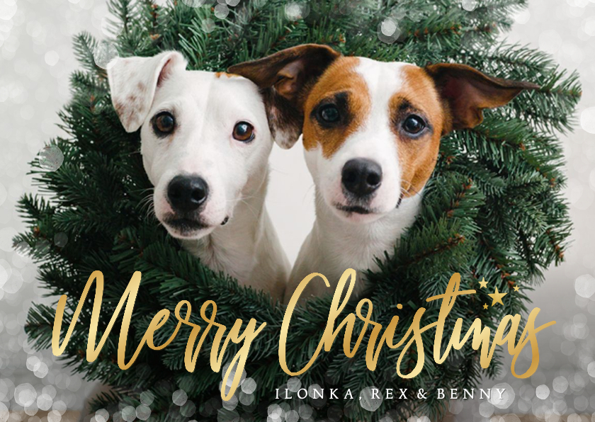 Weihnachtskarten - Weihnachtskarte eigenes Foto Hunde