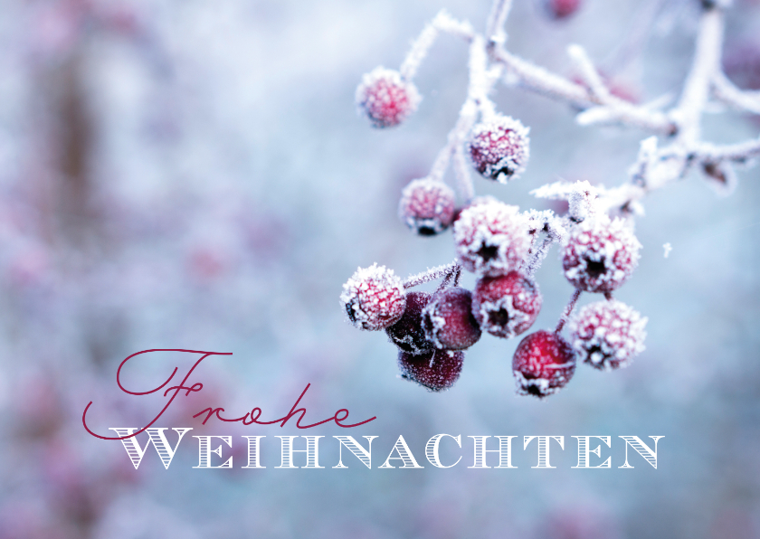 Weihnachtskarte Reif auf Beeren - Weihnachtskarten Weihnachtskarten - Weihnachtskarte Reif auf Beeren