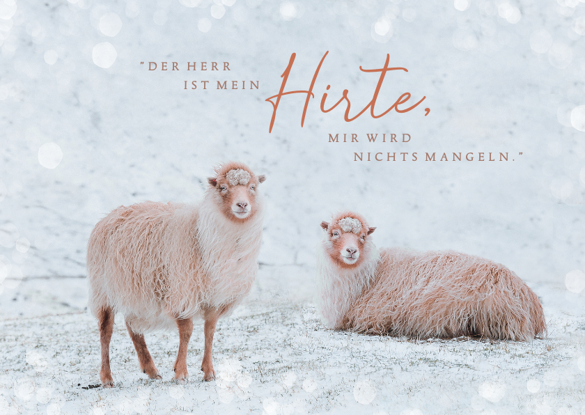 Weihnachtskarten - Weihnachtskarte Schafe im Schnee